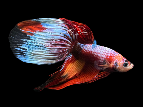 Candy VT Male Betta | M2262