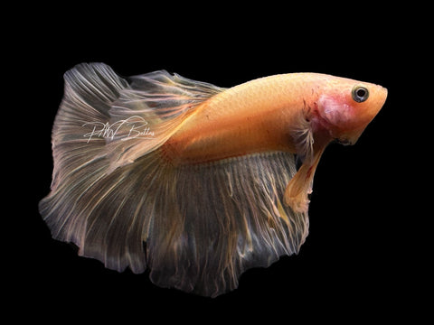 Yellow HM Male Betta | M2270