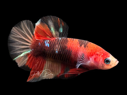 USA Bred | Koi HMPk Male Betta | L12