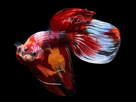 Candy VT Male Betta | M2262