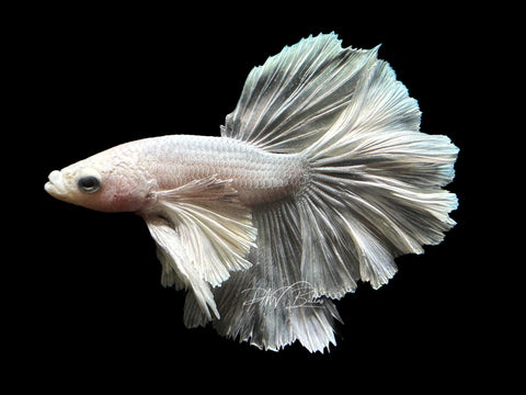 Dumbo Platinum HM Male Betta | M2213