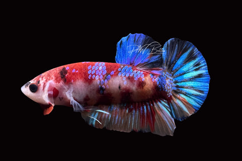 Candy HMPK Male Betta | M2483