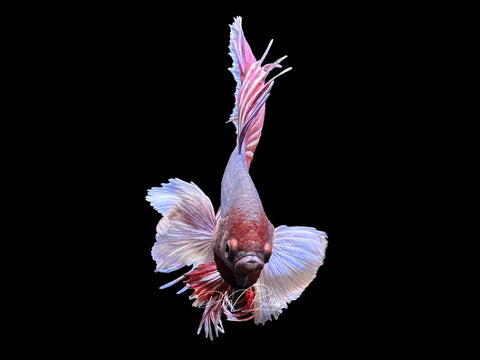 Bi-Color Dumbo HM Male Betta | M2315