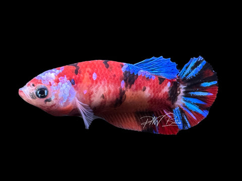 Koi HMPK Female Betta | F1644