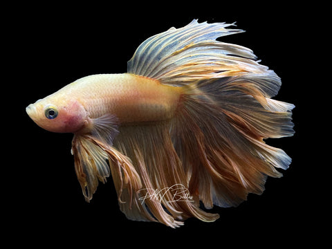 Yellow HM Male Betta | M2278