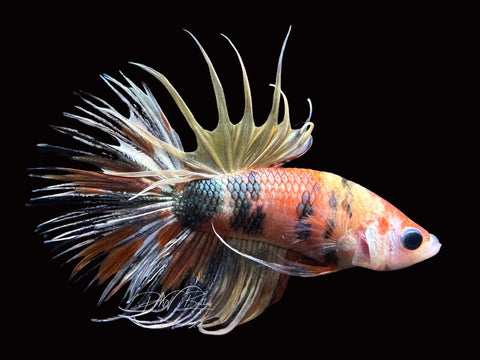 Marble Crowntail Male Betta | M1995