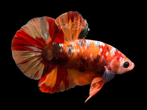 Nemo Galaxy HMPK Male Betta | M2332