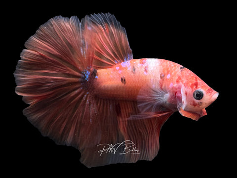 Orange Marble HM Male Betta | M2329