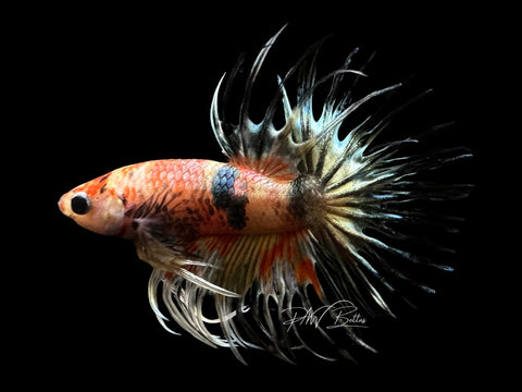 Marble Crowntail Male Betta | M2383