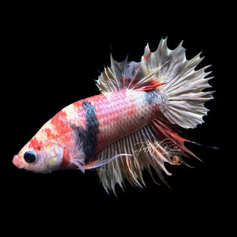 Fancy Copper Red Plakat, Male Betta Fish