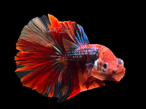 Marble Halfmoon Male Betta | M2343