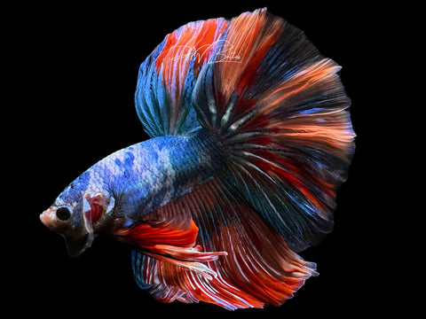 Marble HM Male Betta | M2281