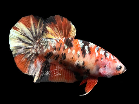 Orange Copper HMPK Female Betta | F1569