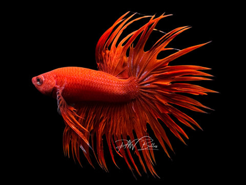 Red CT Male Betta | M2166