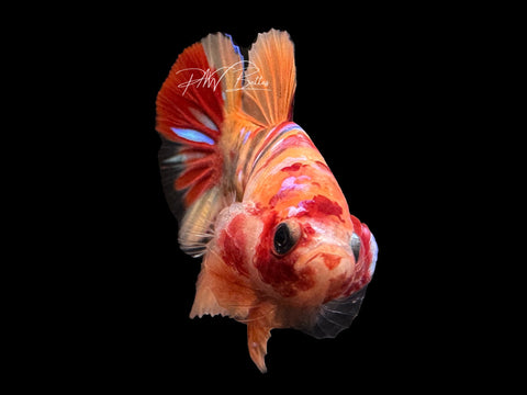 USA Bred | Nemo HMPK Male Betta | L22