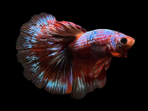 Candy HM Male Betta | M2246