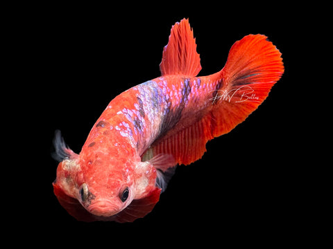 Marble HMPK Female Betta | F1587