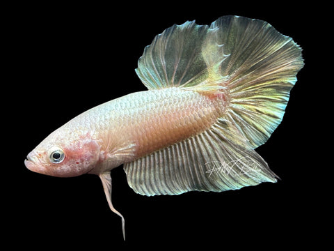 Gold HMPK Male Betta | M2070