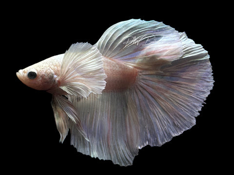 Platinum Dumbo HM Male Betta | M2181