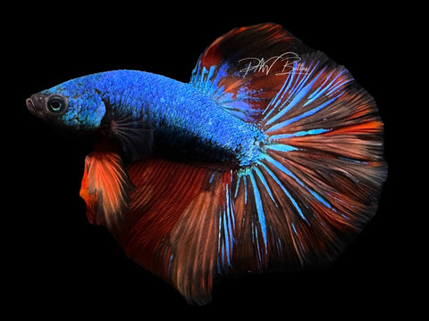 Marble Halfmoon Male Betta | M2381