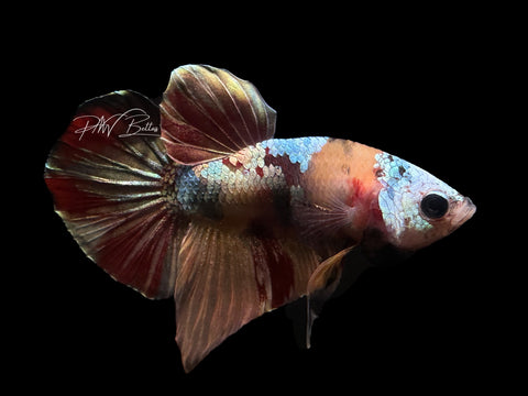 Marble HMPK Male Betta | M2200