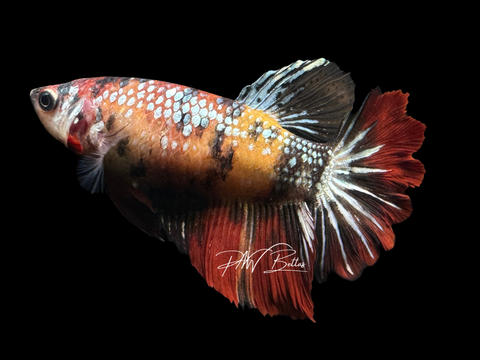 Marble HM Female Betta | F1618