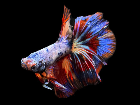 Marble HM Male Betta | M2269