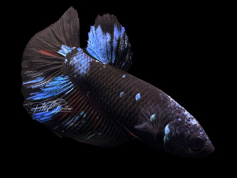 Avatar Halfmoon Female Betta | F1605