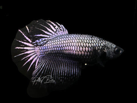 Black Copper HM Female Betta | F1592