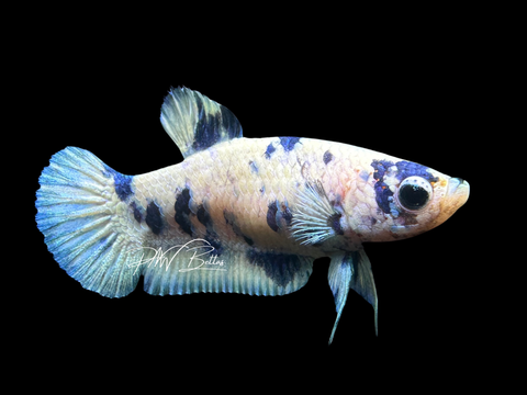 Blue Marble Dot HMPK Female Betta | F1619