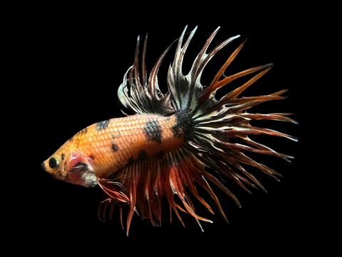 Marble Crowntail Male Betta | M1830