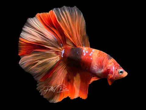 Nemo Halfmoon Male Betta | M1868 – PNW Bettas