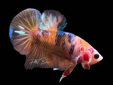 USA Bred | Nemo HMPK Male Betta | L19