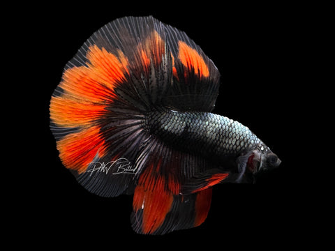 Black Copper HM Male Betta | M2136