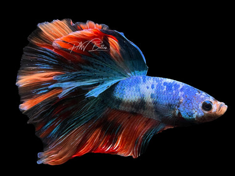 Marble HM Male Betta | M2281