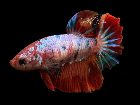 Candy HM Female Betta | F1620