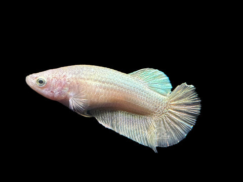 Gold HMPK Female Betta | F1577