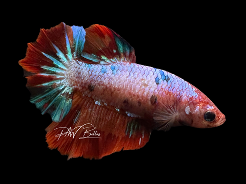 Candy HM Female Betta | F1620