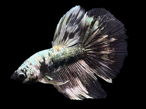 Copper Marble Delta Male Betta | M2204