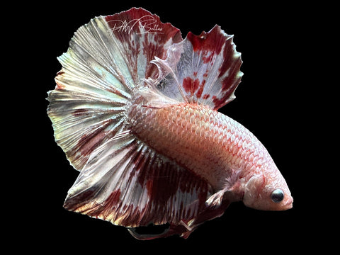 XL Tail Marble HMPK Male Betta | M2288