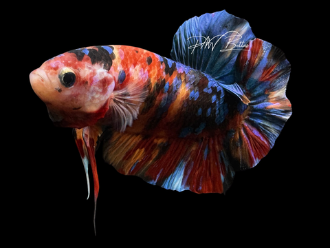 XL Marble HMPK Male Betta | M2263