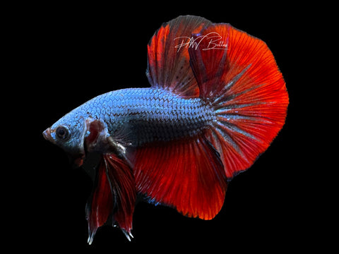 XL Tail Bi-Color HMPK Male Betta | M2335