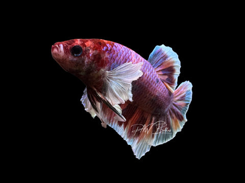 Candy Dumbo HMPK Male Betta | M2472