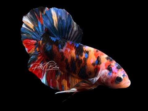 XL Marble HMPK Male Betta | M2263