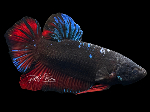 XL Blacklight HMPK Male Betta | M2264