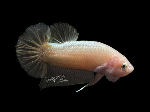 Gold HMPK Male Betta | M2129