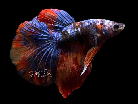 Marble Delta Male Betta | M2203