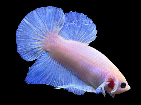 USA Bred | Iridescent HMPK Male Betta | L25