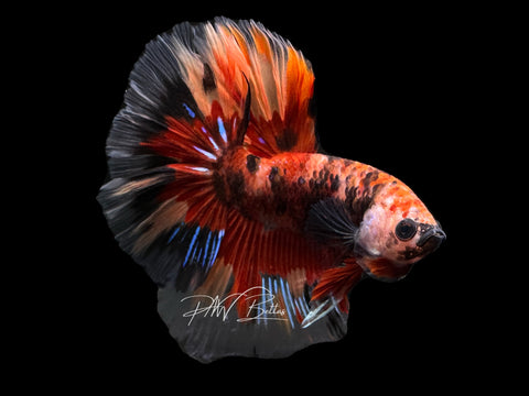 Marble Halfmoon Male Betta | M2353