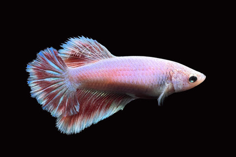 Pastel Halfmoon Female Betta | F1659